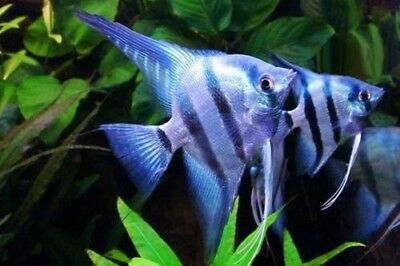 PTL6915_SCALARE AMAZON BLUE8
